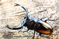 ボイレアウシカクワガタ_イメージ