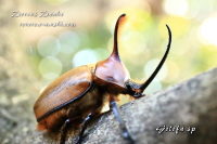 ゴロファ.sp_イメージ