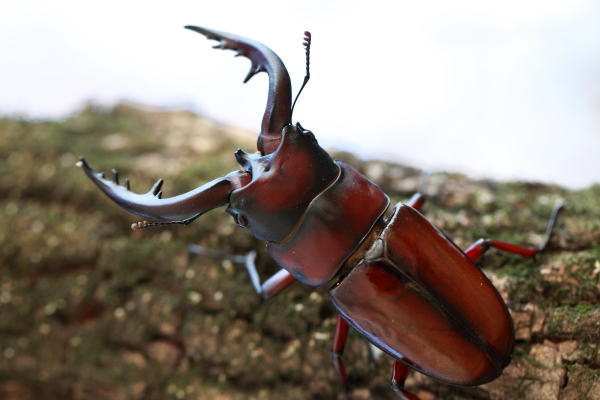 トカラノコギリクワガタ