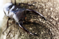 フォルスターフタマタクワガタ(原名亜種)_イメージ