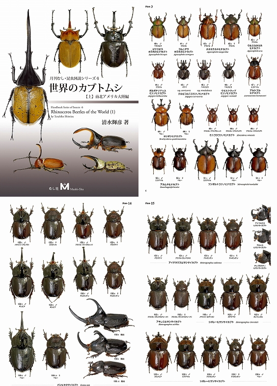 世界のカブトムシ【上】南北アメリカ大陸編｜ドルクスダンケ