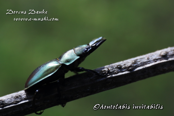 インビタビリスツヤクワガタ