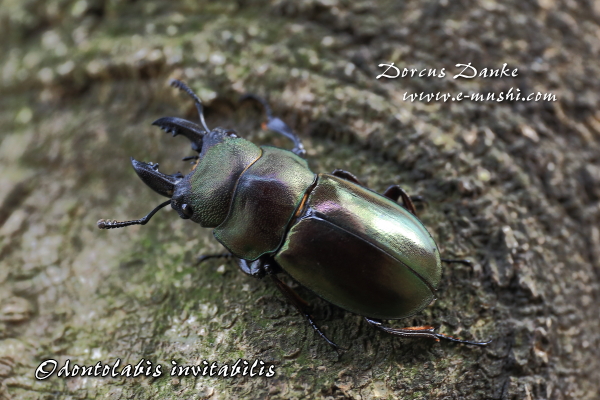 インビタビリスツヤクワガタ