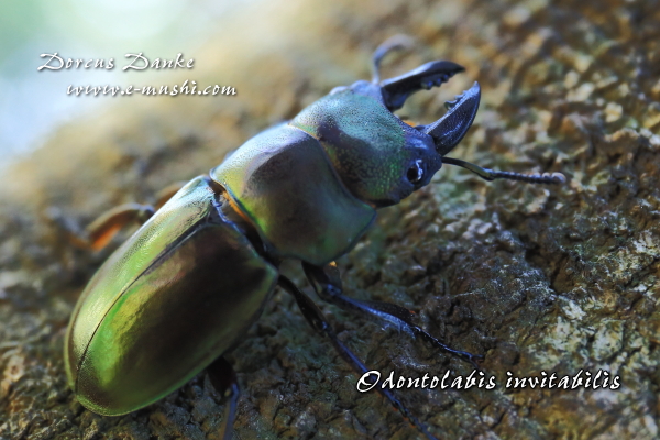 インビタビリスツヤクワガタ