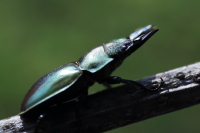 インビタビリスツヤクワガタ_イメージ