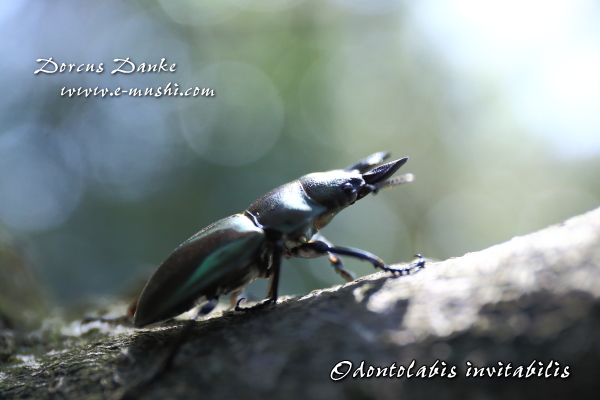 インビタビリスツヤクワガタ