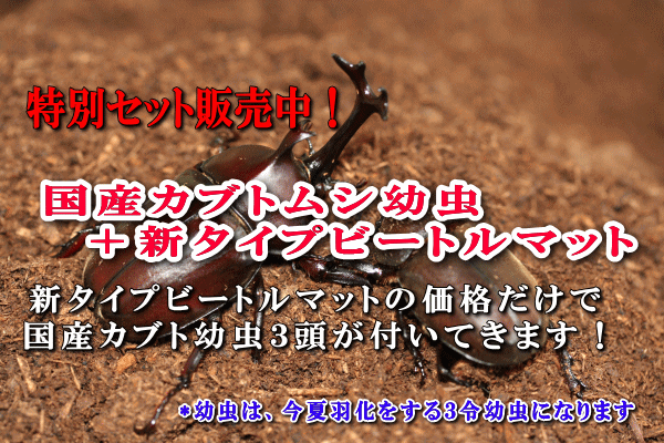 国産カブトムシ幼虫