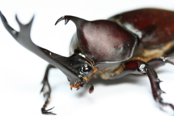 国産カブトムシ