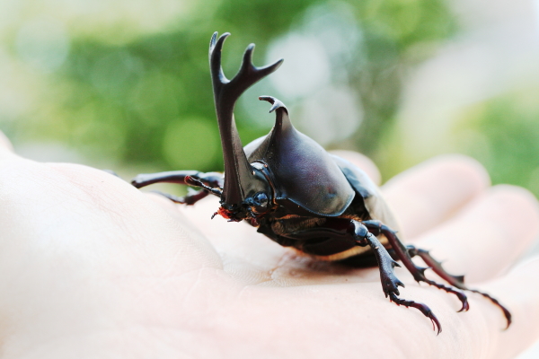 カブトムシ幼虫飼育用昆虫マット