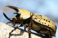 ティティウスシロカブト_イメージ