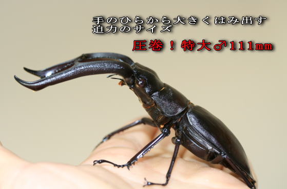 マンディブラリスフタマタクワガタ｜ドルクスダンケ