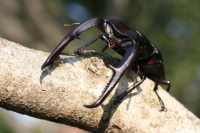 マンディブラリスフタマタクワガタ_イメージ