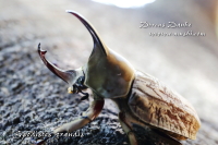 グランディスヒナカブト(グランディスコフキカブト)_イメージ