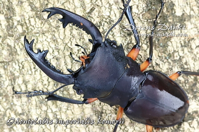 インペリアリスツヤクワガタ_イメージ