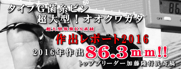 菌糸ビン飼育レポート２０１６