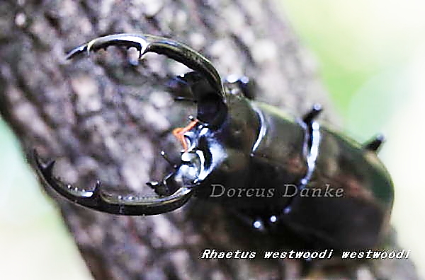 ウエストウッディ・ウエストウッディ