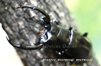 ウエストウッディ・ウエストウッディ_イメージ