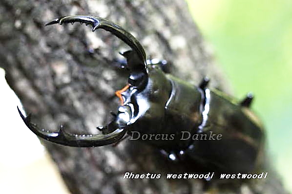 ウエストウッディ・ウエストウッディ