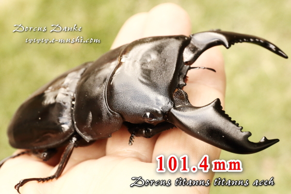 ☆超特大♂101mm☆アチェ産スマトラオオヒラタクワガタ｜ドルクス