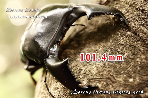☆超特大♂101mm☆アチェ産スマトラオオヒラタクワガタ｜ドルクス
