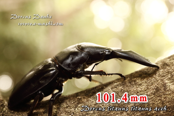 ☆超特大♂101mm☆アチェ産スマトラオオヒラタクワガタ｜ドルクス