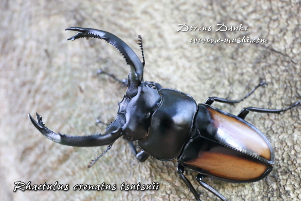 ツツイシカクワガタ