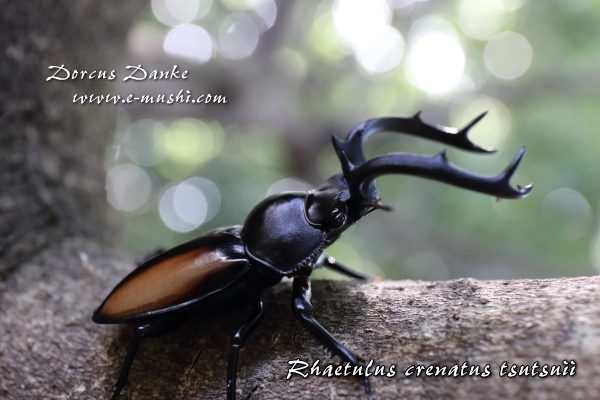 ツツイシカクワガタ