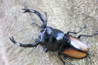 ツツイシカクワガタ_イメージ