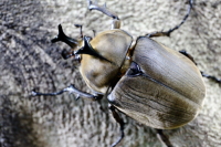 アヌビスゾウカブト_イメージ