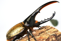 ヘラクレス・ヘラクレス（ヘラクレスオオカブト）