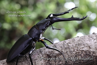 フローレス島産 ギラファノコギリクワガタ｜ドルクスダンケ