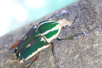 ウガンデンシス_イメージ