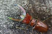 ルニフェルホソアカクワガタ_イメージ