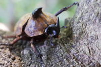 サビイロカブト_イメージ