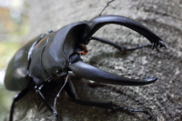 アルケスツヤクワガタ_イメージ