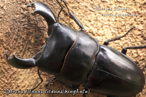 ベンクール産スマトラオオヒラタクワガタ｜ドルクスダンケ