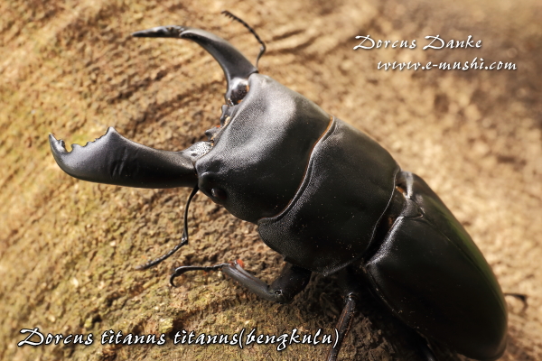 ブリード ベンクール産スマトラオオヒラタクワガタ