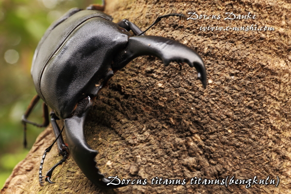 ベンクール産スマトラオオヒラタクワガタ｜ドルクスダンケ