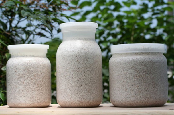 【特別価格】オオクワガタ幼虫+タイプG菌糸瓶