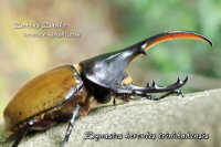 ヘラクレス・トリニダーデンシス（ヘラクレスオオカブト）_イメージ