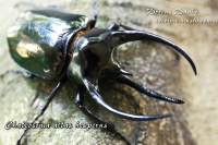 ルソン産アトラスオオカブト_イメージ