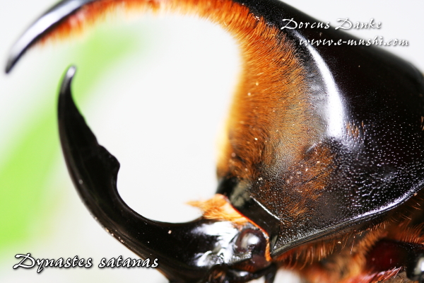 サタンオオカブト