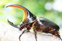 サタンオオカブト_イメージ