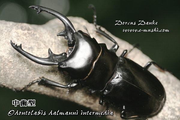 インターメディアツヤクワガタ