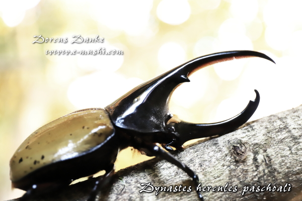 ヘラクレス パスコアリ