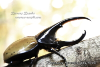 ヘラクレス パスコアリ_イメージ