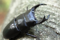 岩手県奥州市産オオクワガタ_イメージ