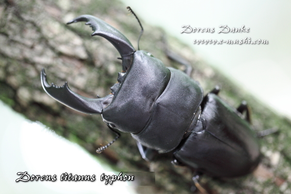 テイオウヒラタクワガタ