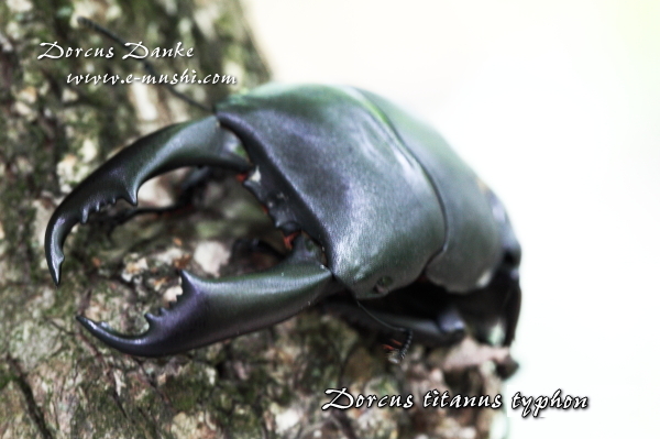 テイオウヒラタクワガタ