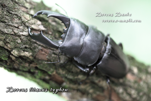 テイオウヒラタクワガタ